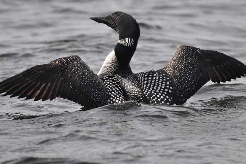 Loon Flapping Its Wings